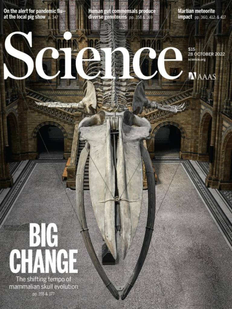 cover of Science journal showing whale skull at the Natural History Museum