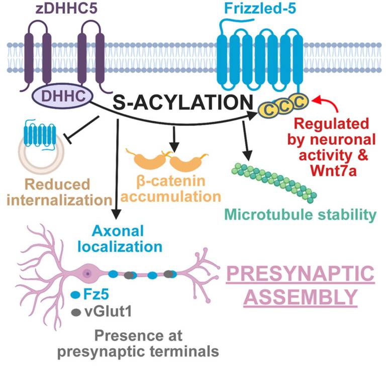 Diagram of S-acylation and presynaptic assembly re: Frizzled-5