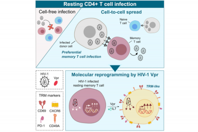 HIV-1 Vpr drives a tissue residency-like phenotype during selective infection of resting memory T cells