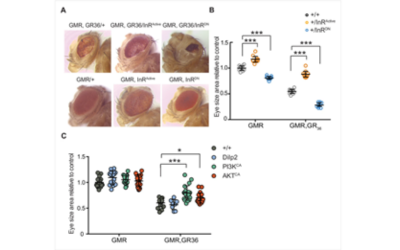 activation_of_insulin_signalling_reduces_poly-gr_toxicity_via_inrpi3kakt