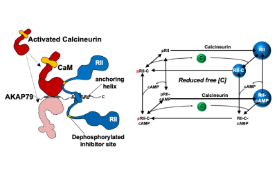akap79_enables_calcineurin_to_directly_suppress_protein_kinase_a_activity