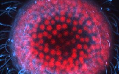 image of human life cells