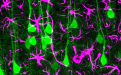 colourful_neurons