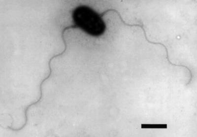 NT-26 bacterium