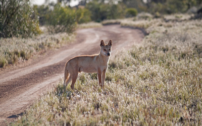 dingo in the wild