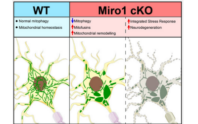 loss_of_neuronal_miro1_disrupts_mitophagy_and_induces_hyperactivation_of_the_integrated_stress_response