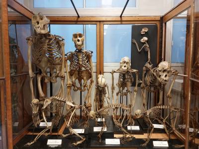 Anatomy lab - Skeletons