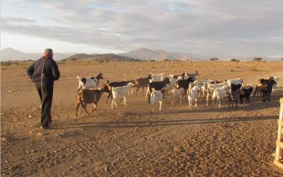 Adaptation to milking agropastoralism in Chilean goat herders and nutritional benefit of lactase persistence