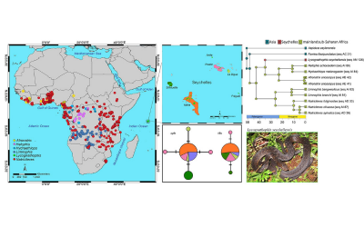 molecular_phylogenetics_of_sub-saharan_african_natricine_snakes_and_the_biogeographic_origins_of_the_seychelles_endemic_lycognathophis_seychellensis