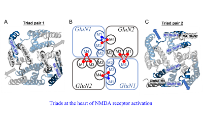 nmda_receptor_function