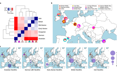 patterns-of-haplotype-sharing-across-high-coverage-adna-samples-a-hierarchical