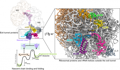 ribosomeengineering