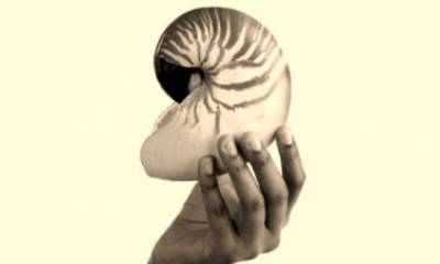 Holding Nautilus shell