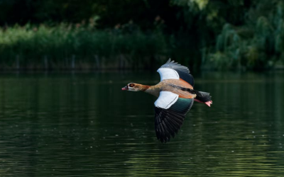 egyptian goose in regent's park