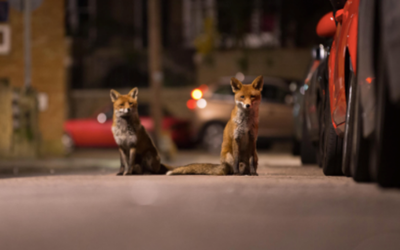 foxes in the city 3
