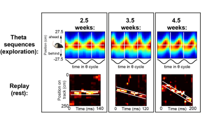 Coordinated Emergence of Hippocampal Replay and Theta Sequences during Post-natal Development