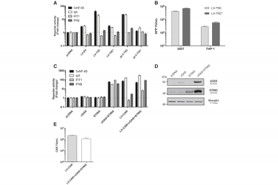 Lentiviral Vector Production Titer Is Not Limited in HEK293T by Induced Intracellular Innate Immunity