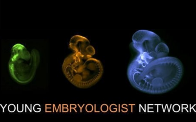 young embryologist network logo