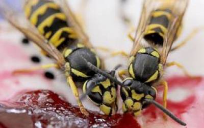wasps up close