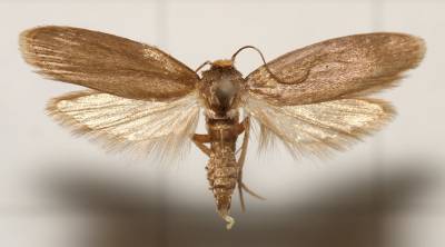 image wax moth