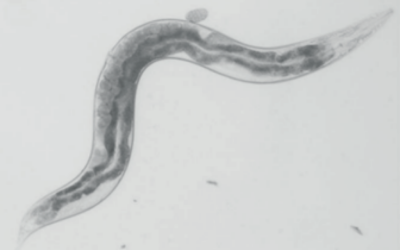 UCL Institute of Healthy ageing worm image b&W 