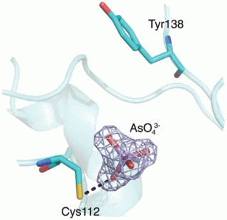 Arsenate binding protein