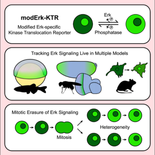 A 3-part diagram of modErk-KTR 
