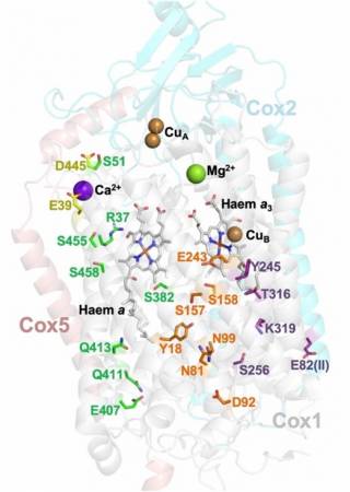 Three possible proton-conducting channels of cytochrome c oxidase by Amandine Marechal, MRC Career Development Fellow (PNAS, DOI:  10.1073/pnas.2001572117)