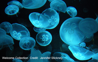 jelly fish image