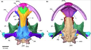 3D-reconstruction of the skull and mandible in Andrias japonicus (SVL 365 mm [STL 580 mm]): the skull in dorsal (a), and ventral (b) views.  