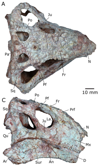 Skull of late cretaceous lizard