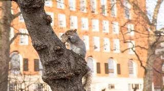A squirrel at Gordon Square