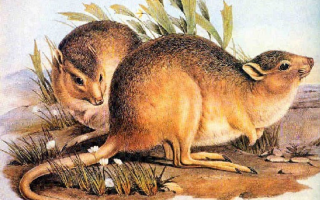 kangaroo rats