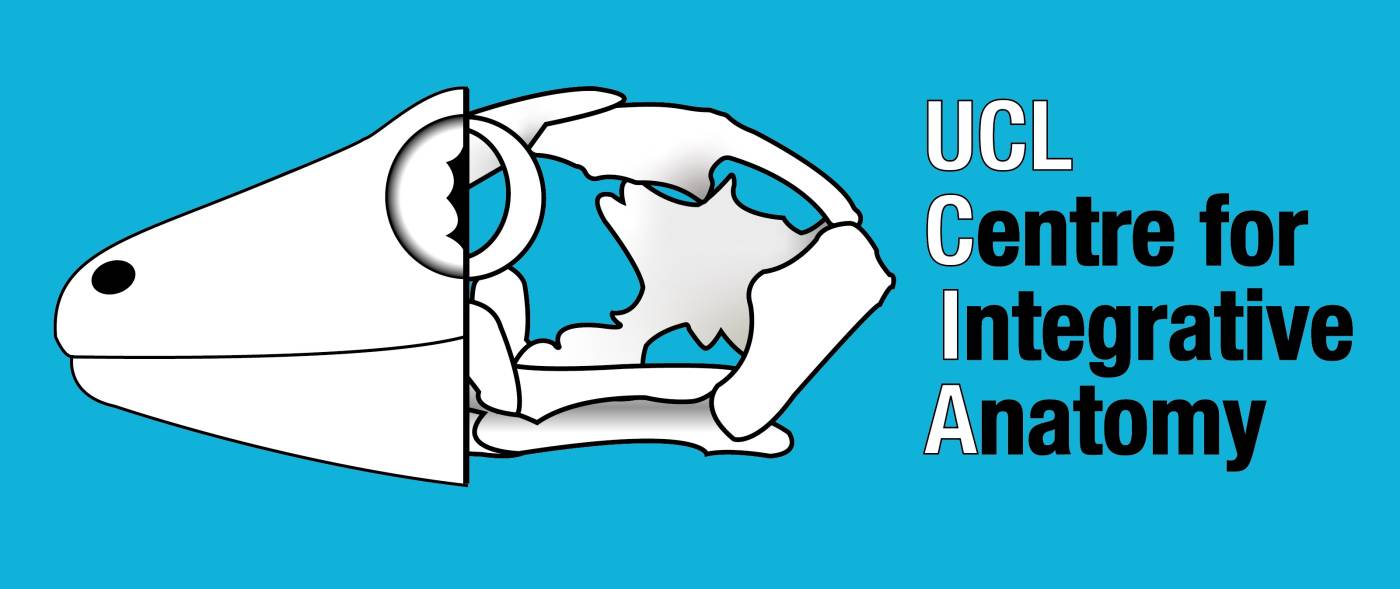 UCL Centre for Integrative Anatomy Logo image