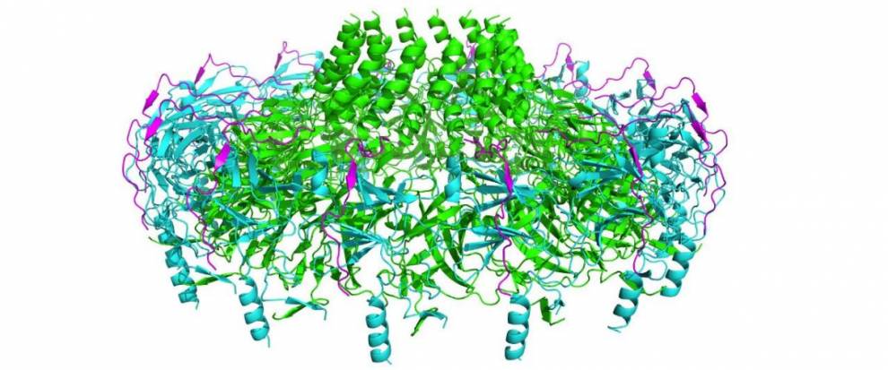 Atomic resolution structure of the core complex of a type IV secretion system involved in bacterial conjugation (Nature (2009) 462:2011-2015)