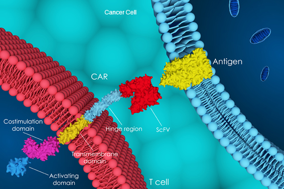 Chimeric Antigen Receptor illustration