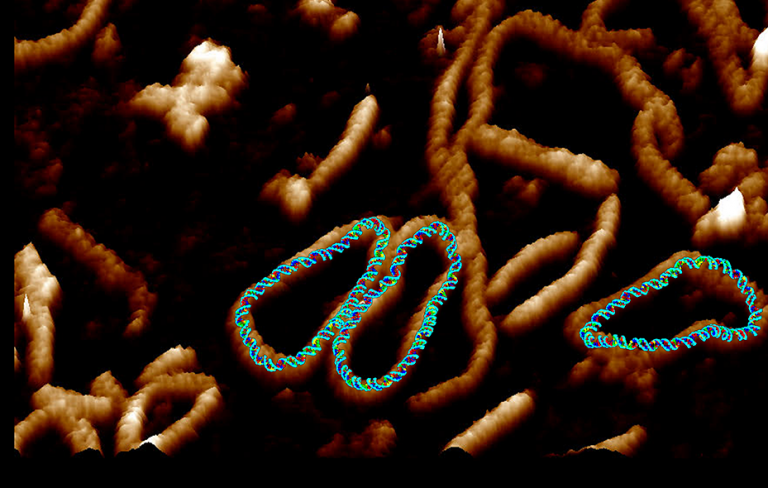 High resolution image of DNA by Dr Alice Pyne