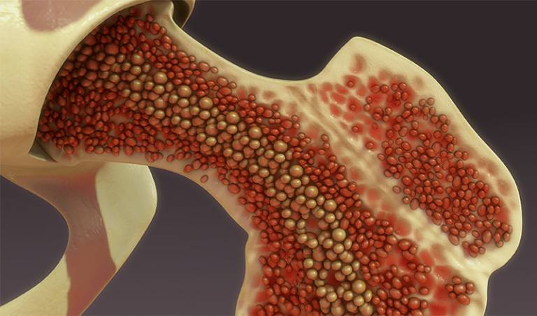 Bone Marrow 3D illustration