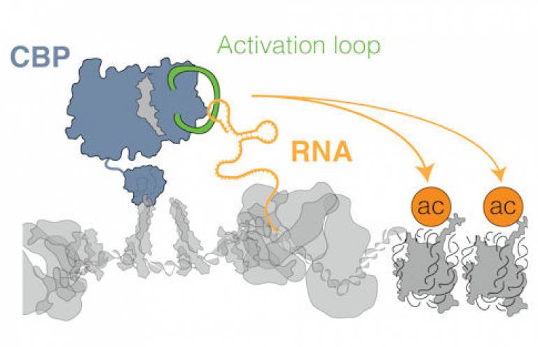eRNAs bind to the key transcription co-activator CBP, stimulating the acetyltransferase activity and promoting histone acetylation and transcription