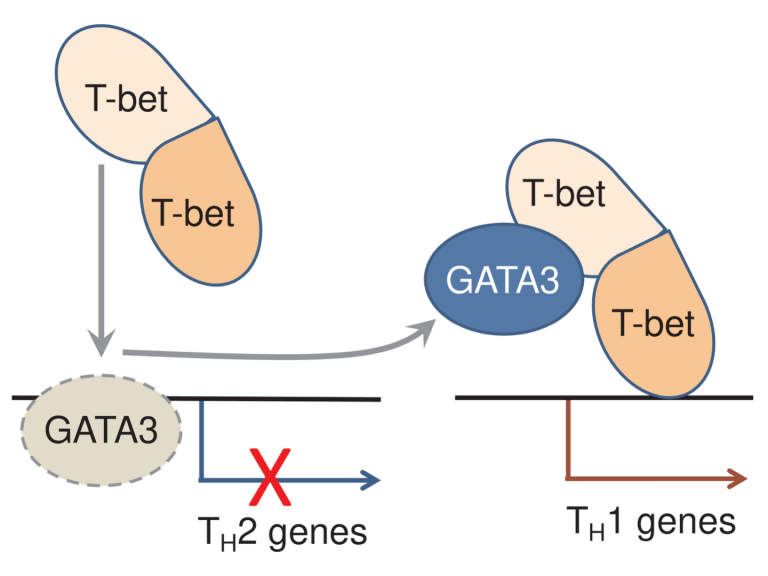 The Th1 lineage-specifying transcription factor T-bet binds the Th2 lineage-specifying transcription factor GATA3 and redistributes it away from Th2 genes, silencing the Th2 gene expression program. 