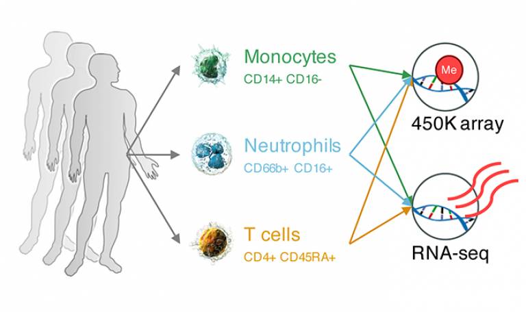 Immune Cells graphic…