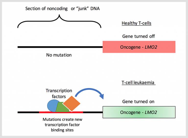 LMO2 and noncoding DNA…