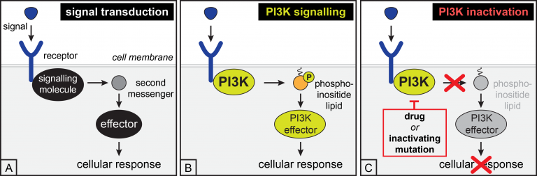 PI3K signalling…