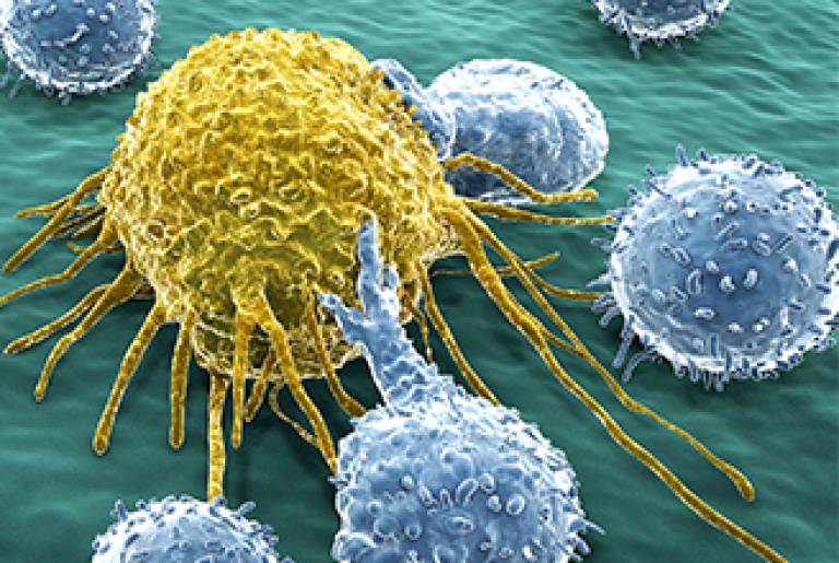Cancer and immune cells…
