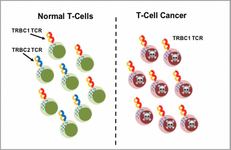 normal and cancerous t-cell illustration