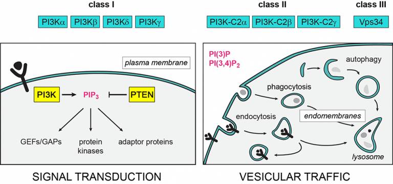 PI3K isoforms with PTEN