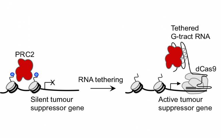 Activating tumour suppressor gene