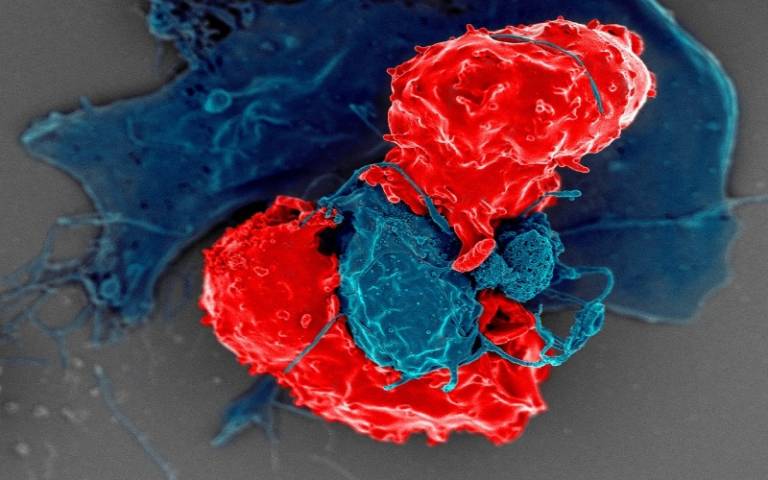  Electron microscope image of T regulatory cells (red) interacting with antigen-presenting cells. NIAID