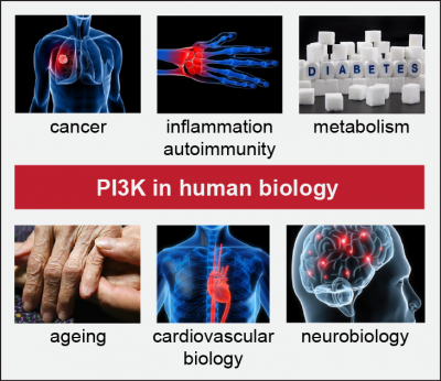 PI3K in disease…