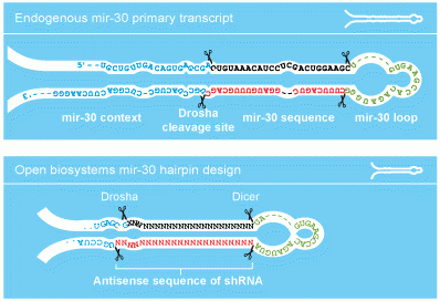 Genomics and Genome Engineering mir30